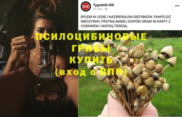 ПСИЛОЦИБИНОВЫЕ ГРИБЫ Новодвинск
